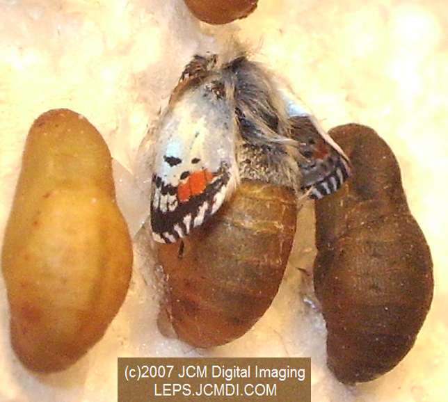 Philotes sonorensis (Sonoran Blue) life cycle images from jcmdi.com